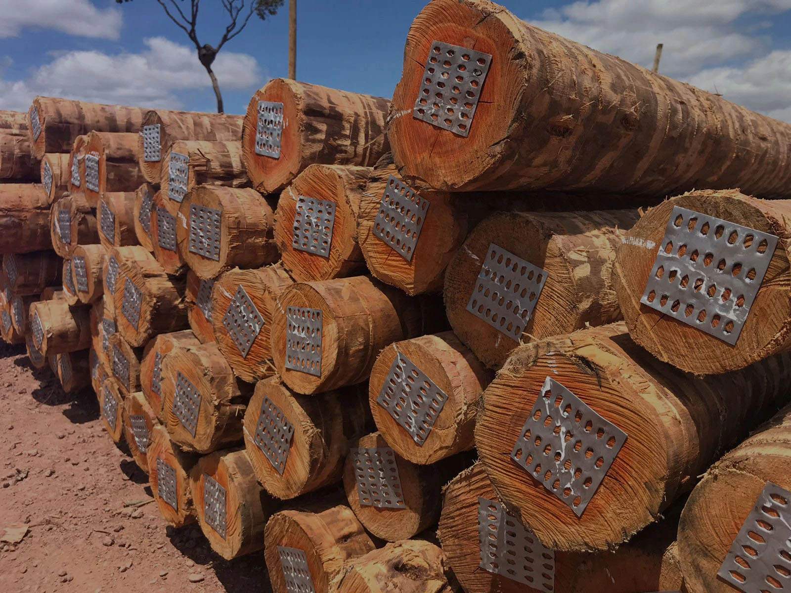 Madeira de eucalipto tratada para construção de decks